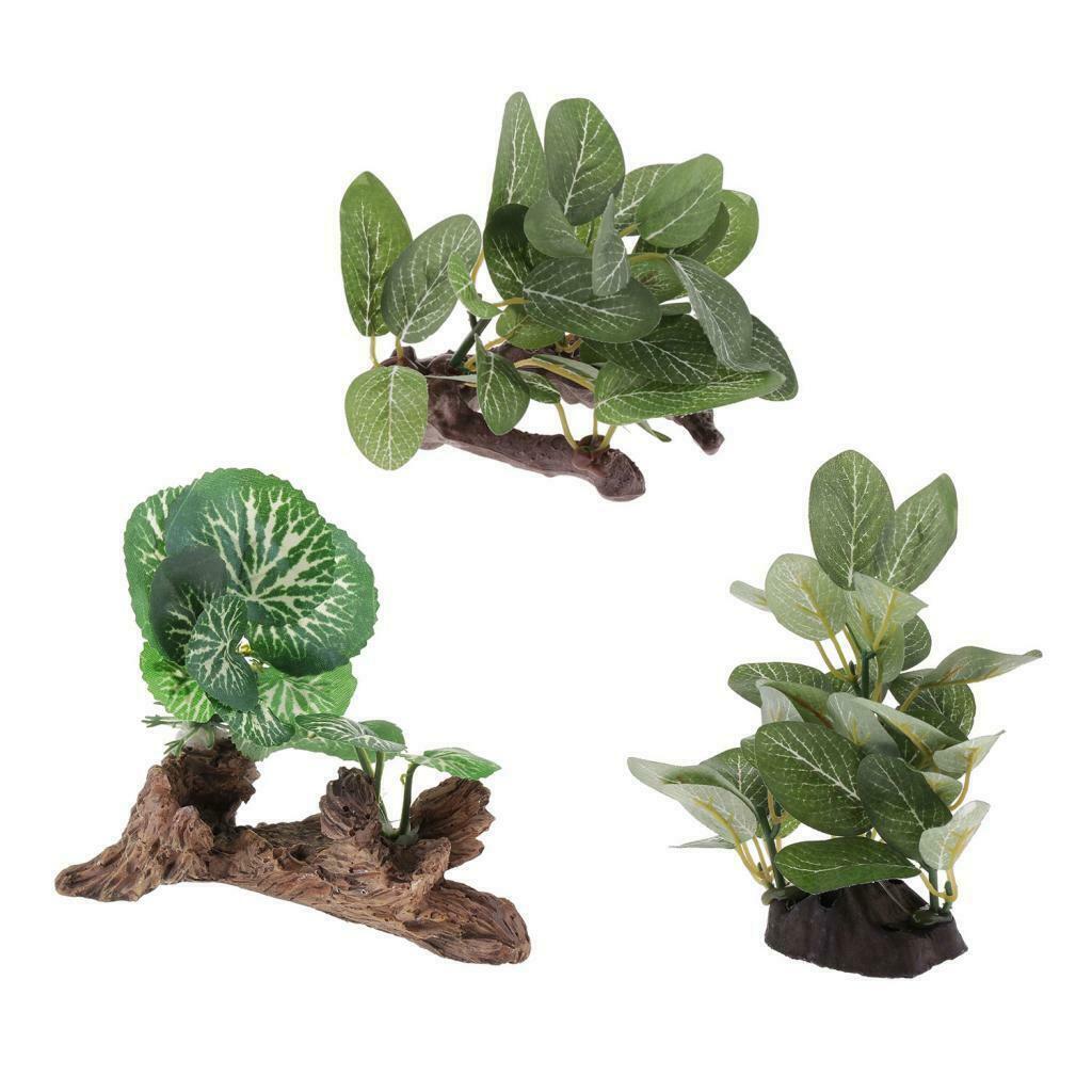 Reptile Plants Terrarium Plants for Bearded Dragons Lizards Habitat Type 1