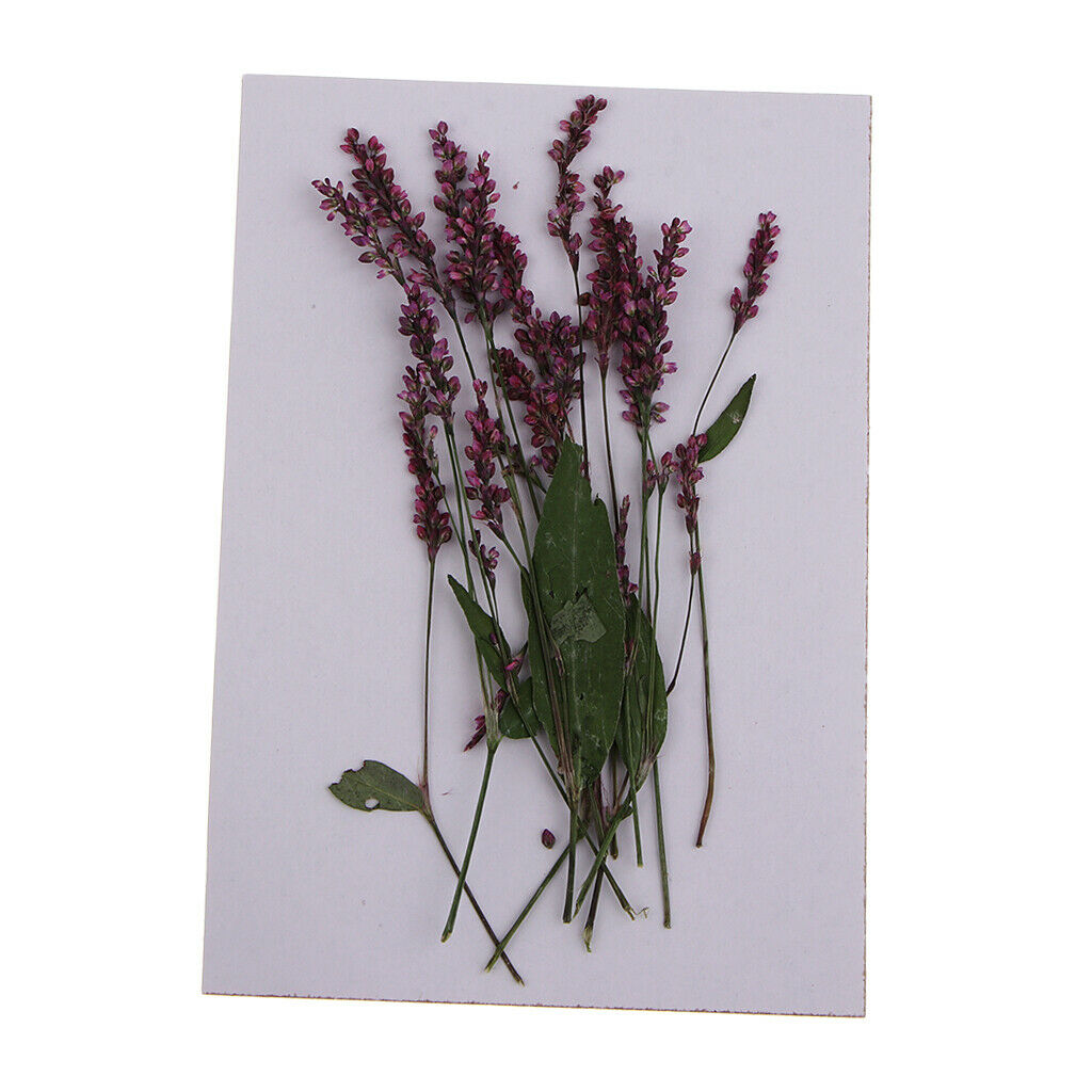 12 Pack Multiple Pressed Dried Flowers Leaves DIY Arts Crafts Scrapbooking Decor
