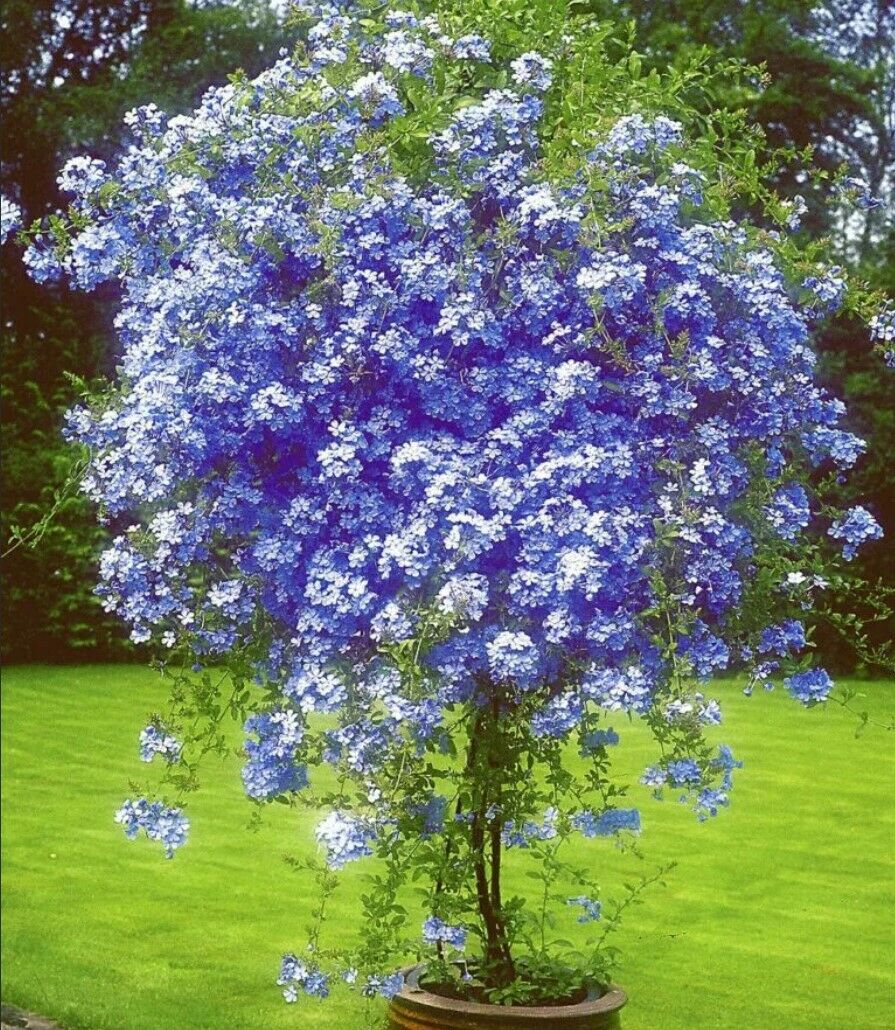100Pc Plumbago Auriculata Blue Liana Creeps Exotic Perennial Flower Garden Decor