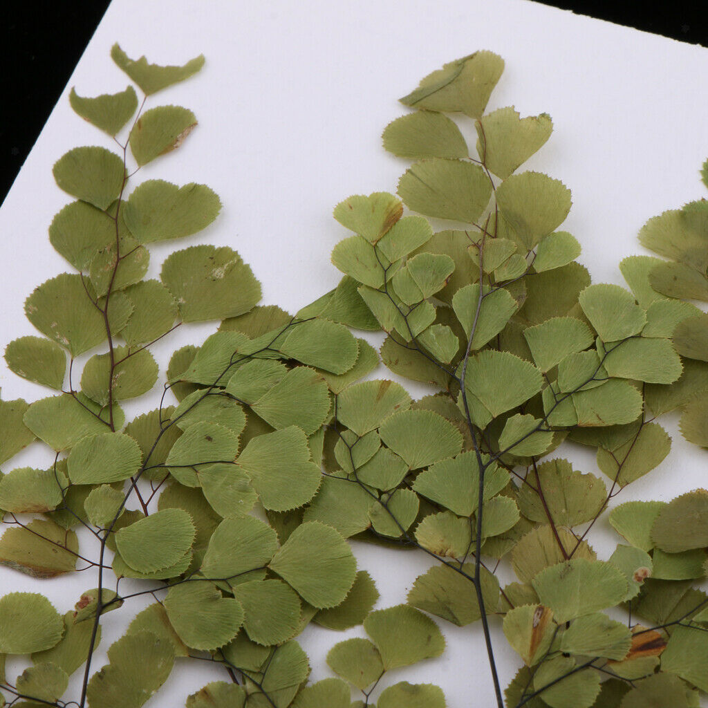 20x Mixed Size Real Pressed Leaves Dried Flower Embellishments DIY Materials