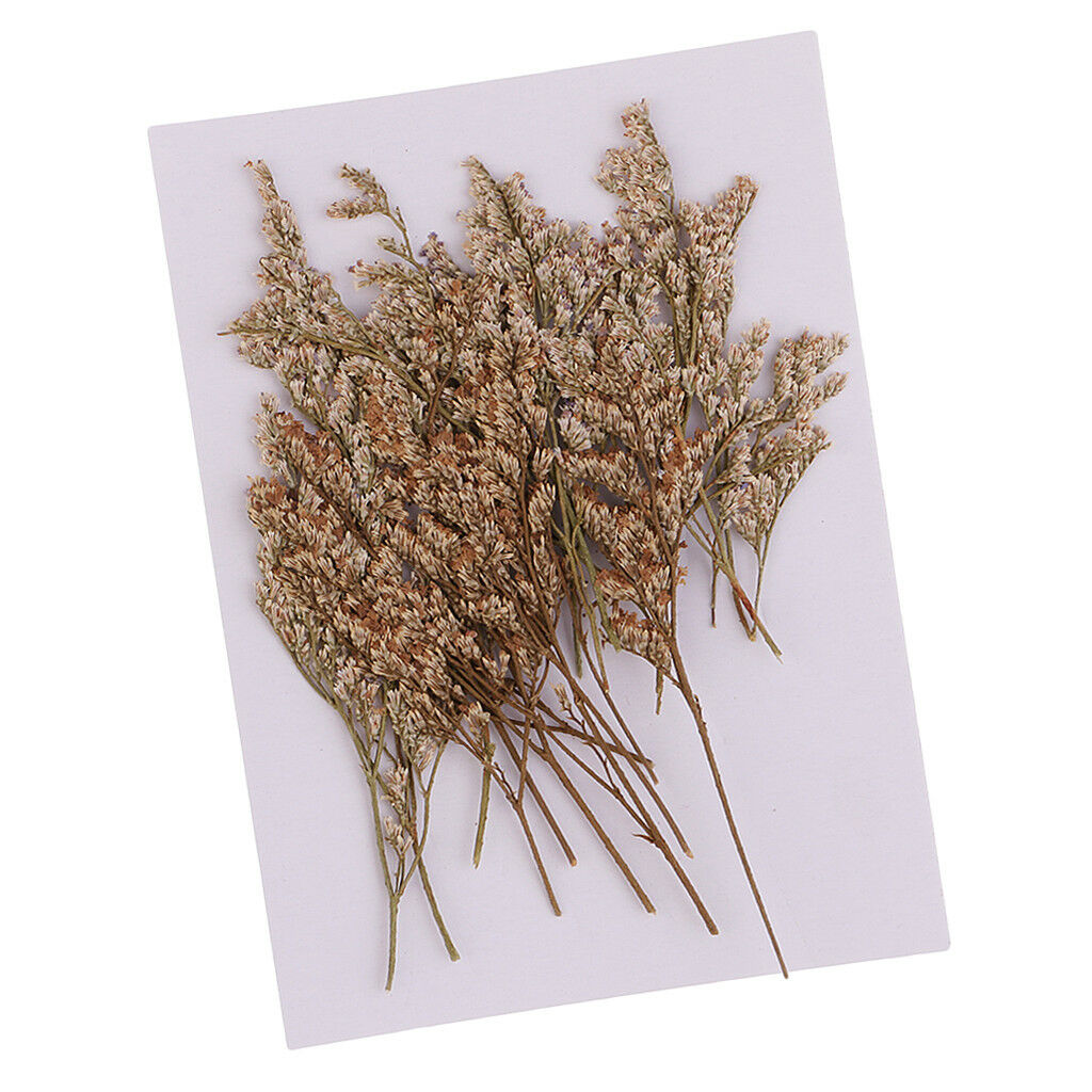 20x Pressed Real Natural Dried Flowers Limonium for DIY Specimen Craft 6-9cm