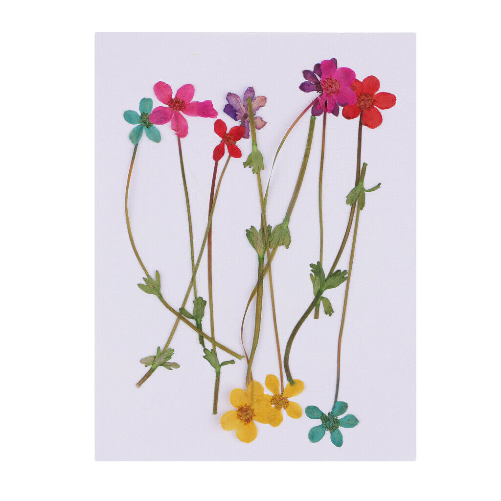 10 Pieces Natural Real Dried Pressed Flowers for DIY Scrapbooking Art Crafts