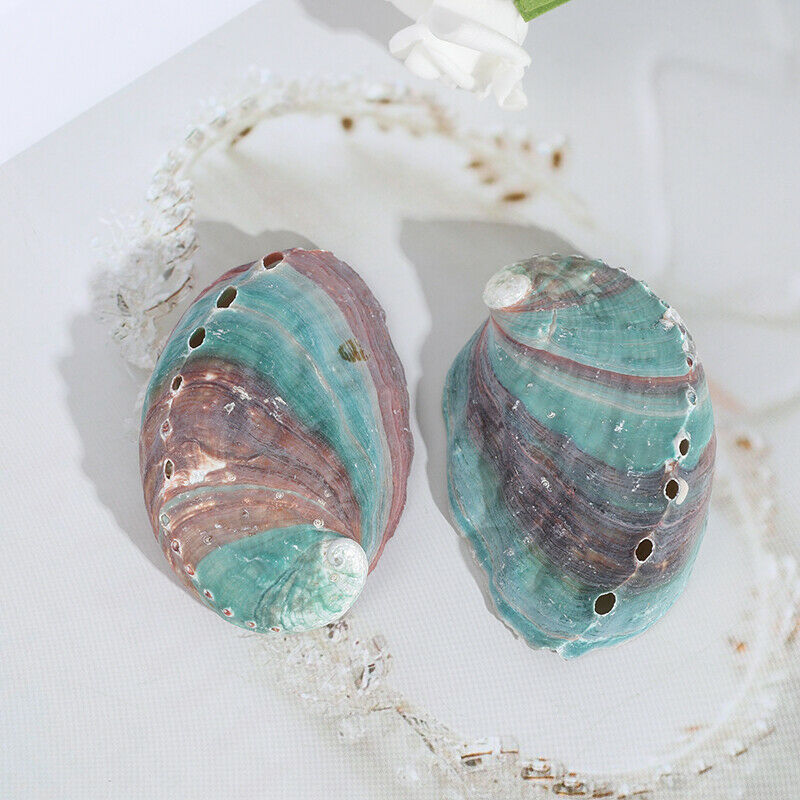 2pcs 6-7cm Abalone shell natural conch DIY handmade material photography .l8