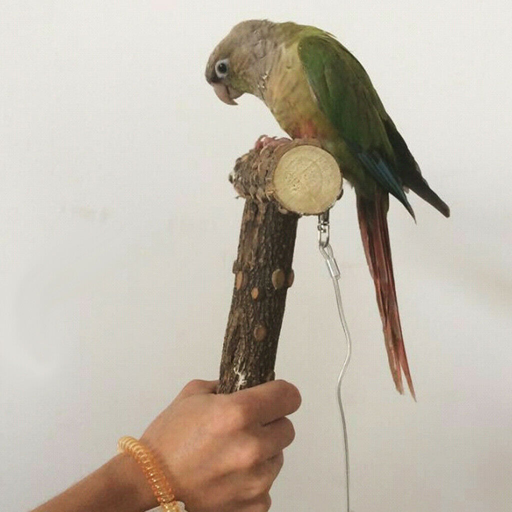 T-shape Wood Pet Parrot Perch Stand with Buckle, Outside/Cage Attachment