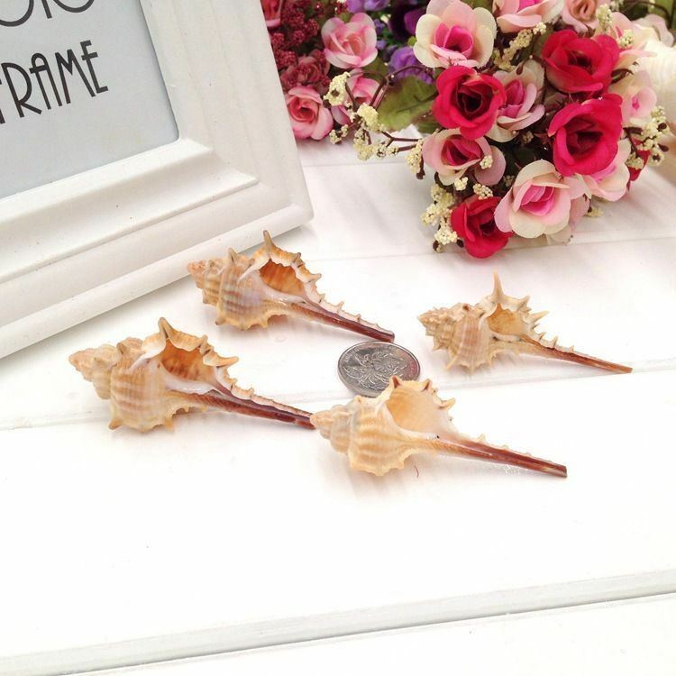 5 pcs Seashell Spiral Shell Conch Ornament Murex Troscheli Nautical Decor 6-10cm