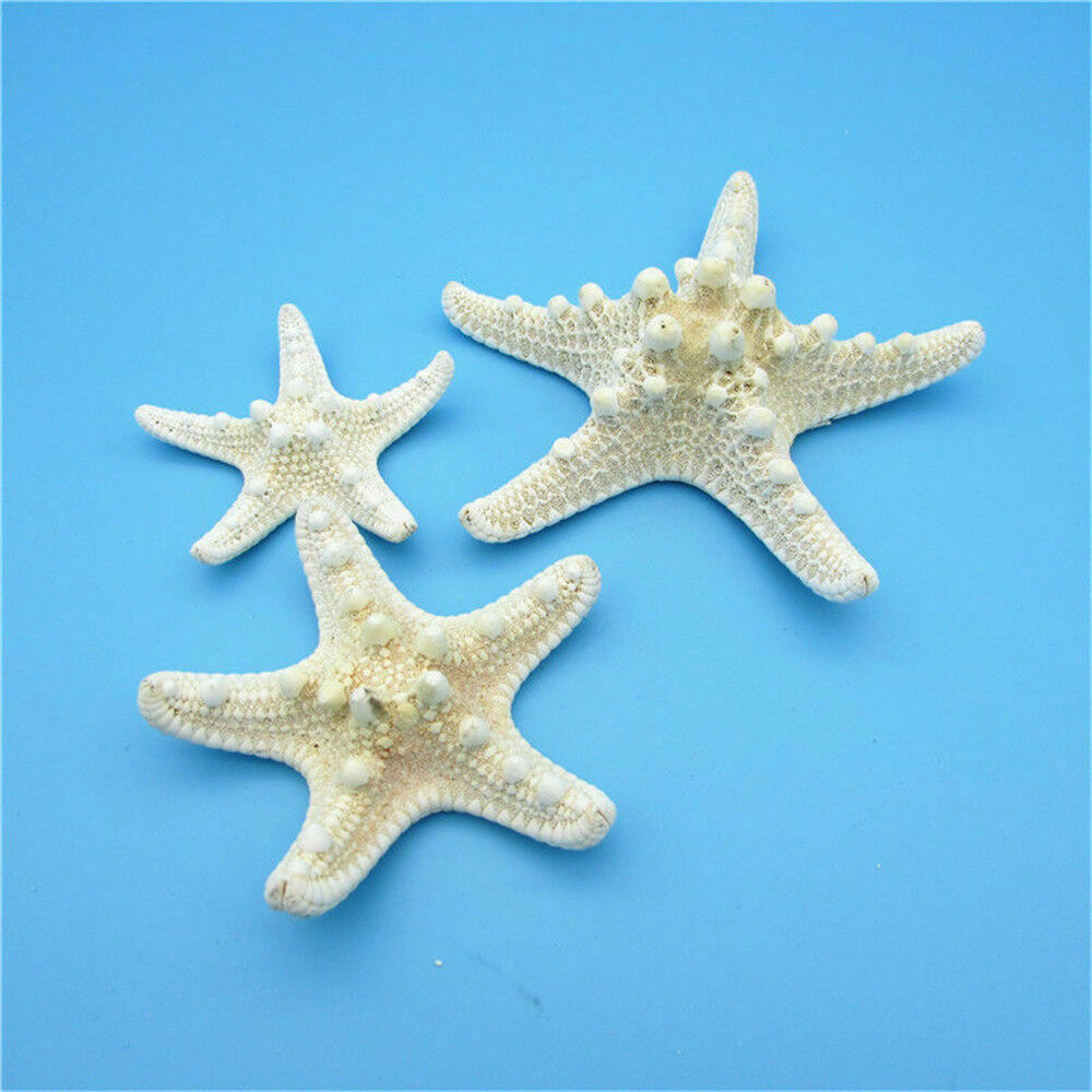 2pcs Natural Starfish Sea Star Shell DIY Aquarium Landscape Making Craft Decors