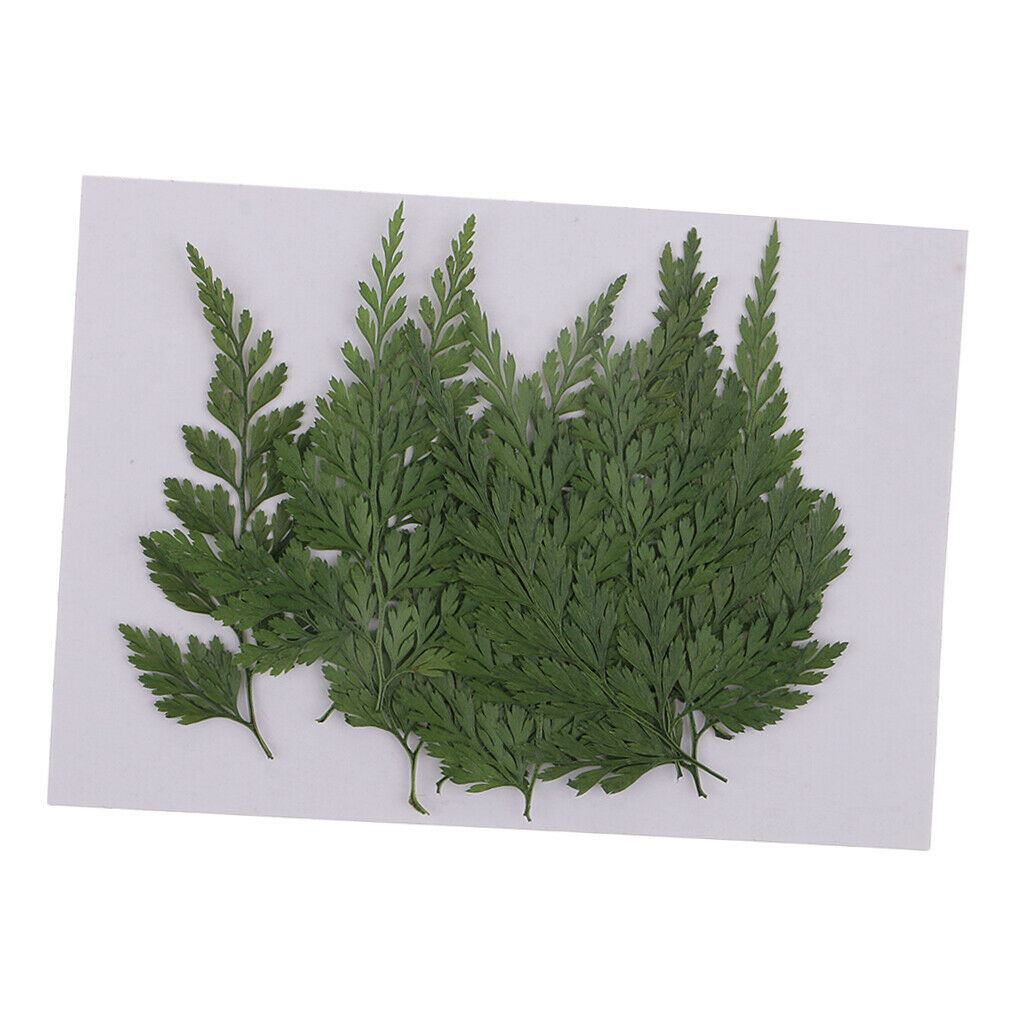 12 Pieces Natural Press Fern Leaves Pressed Real Dried Flower Dry Leaves for DIY