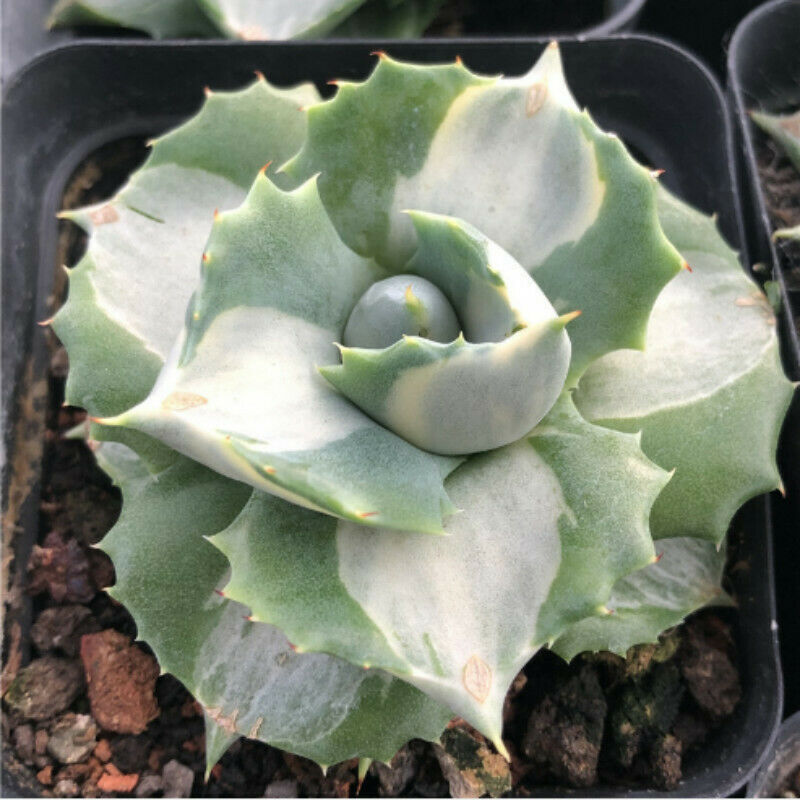 Agave isthmensis'Hoi Raiz Succulent plants Home Garden Bonsai 5-6cm