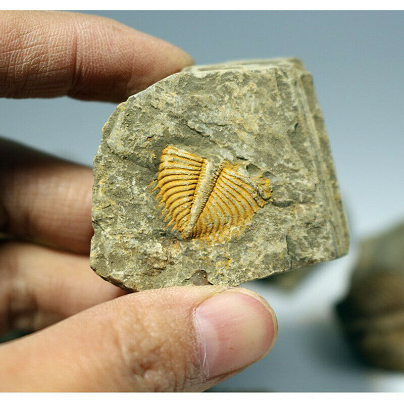 Natural Fossil Trilobite Coronocephalus Matrix Rock Crystal Specimen Home Decor