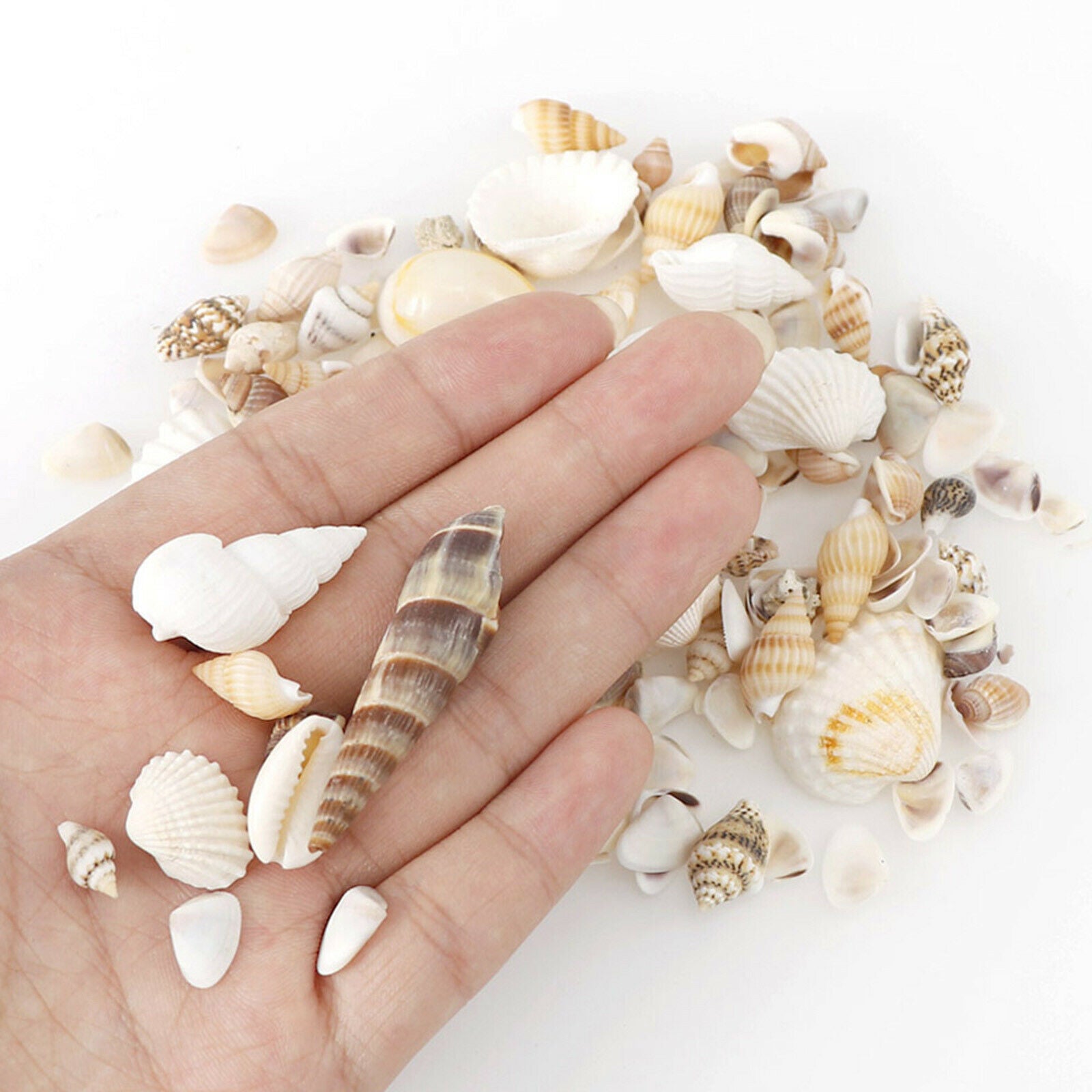 Sea Shell Natural Conch Shells Beach Seashells for Fishes Tank Aquarium