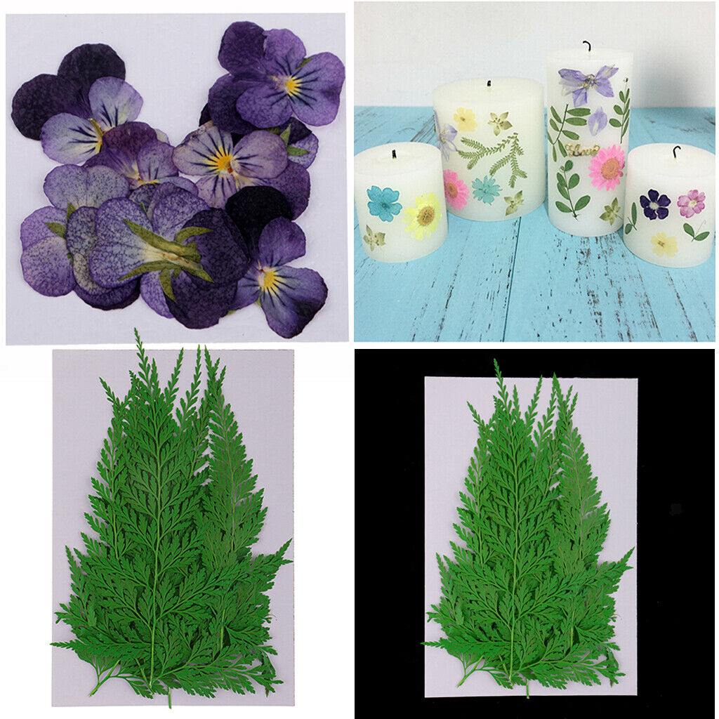 24pc Pressed Dried Flowers Leaves for DIY Arts Crafts Scrapbooking