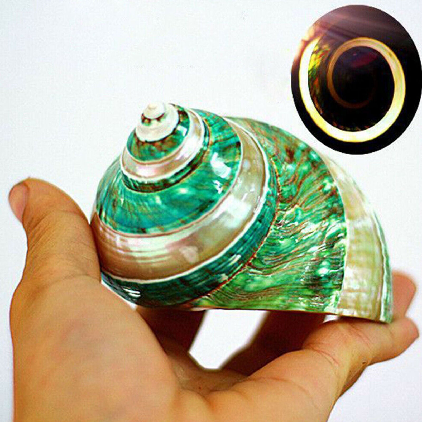 Natural Green Turban Shell Conch Sea Snail Fish Tank Home Decoration DIY