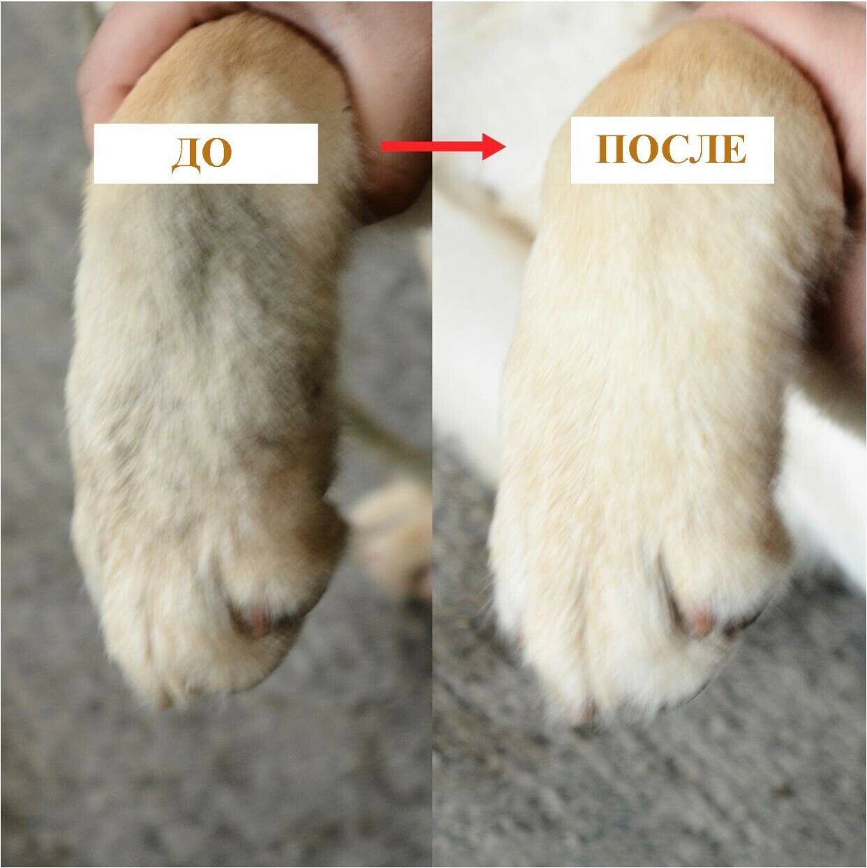 Soft gentle silicon bristles. Paw cleaner for your dogs and cats. clean pet.