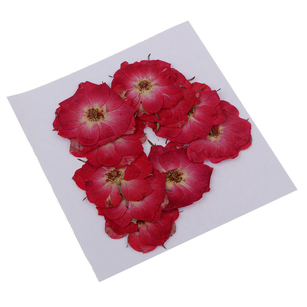 Pressed Flowers Natural Dried Real Blossom DIY Craft Gift Red Rose