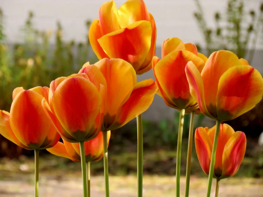100Pcs Seeds Orange Tulips Flowers Perennial Beautiful Plant Home Garden