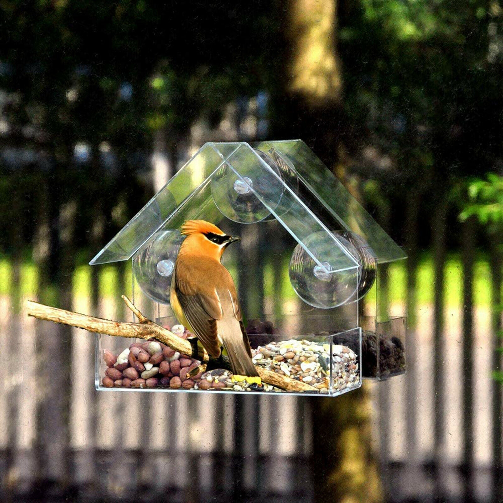 Clear Window Bird Feeder Birdfeeder Tray Birdhouse Kit Finch Patio Garden