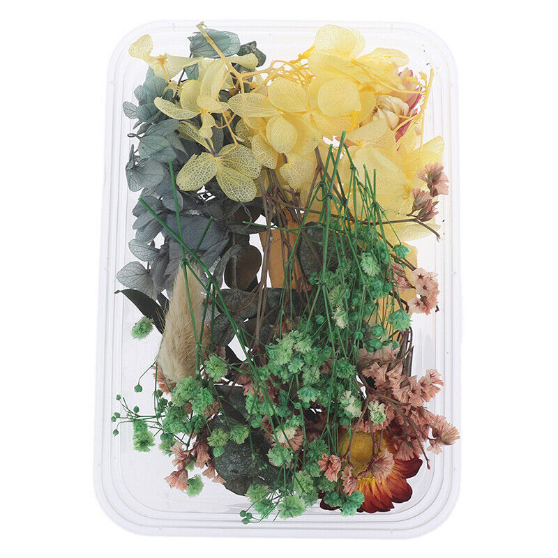 Mix Beautiful Real Dried Flowers Natural Floral for Art Craft Scrapbooking Re DF