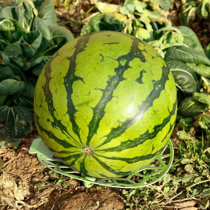 Supports Cradles Innovative Reduce Fruit Rotted Stable Hollow Melon Plant T JD