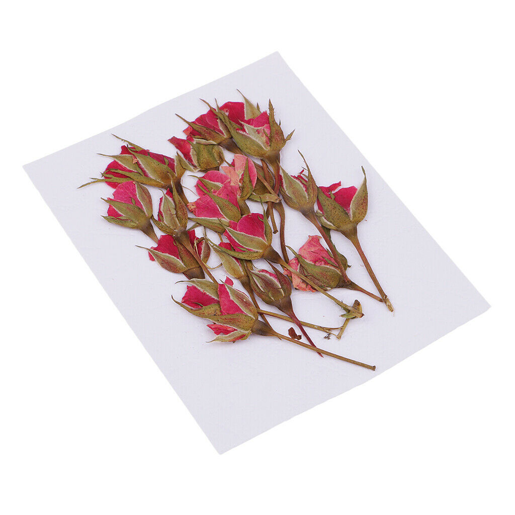 4X Real Dried Flowers Flower Decoration For DIY Art Craft Making Jewelry Making
