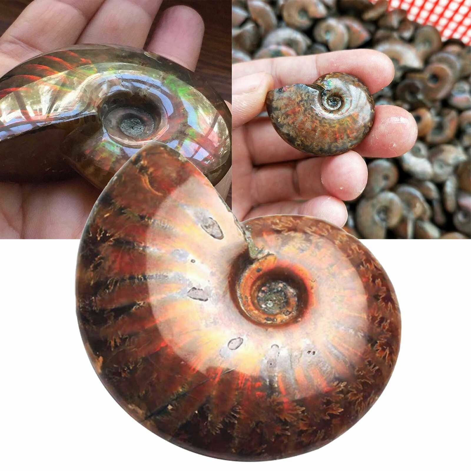 Natural Iridescent Ammonite Ammolite Facet Specimen Fossil Madagascar Stone
