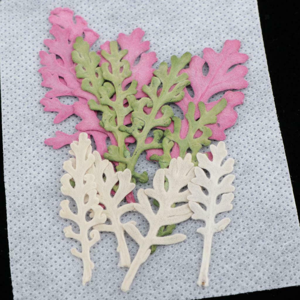 12Pcs Dry Press Flower Natural Pressed Dried Dusty Miller Leaves for Nails Art