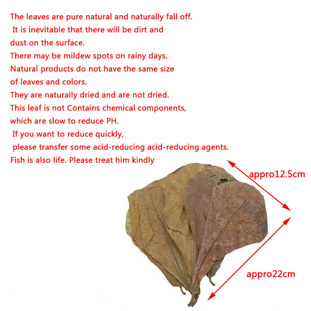 20Pc catappa leaves almond tree aquarium clean tool terminalia leaf about  G DF