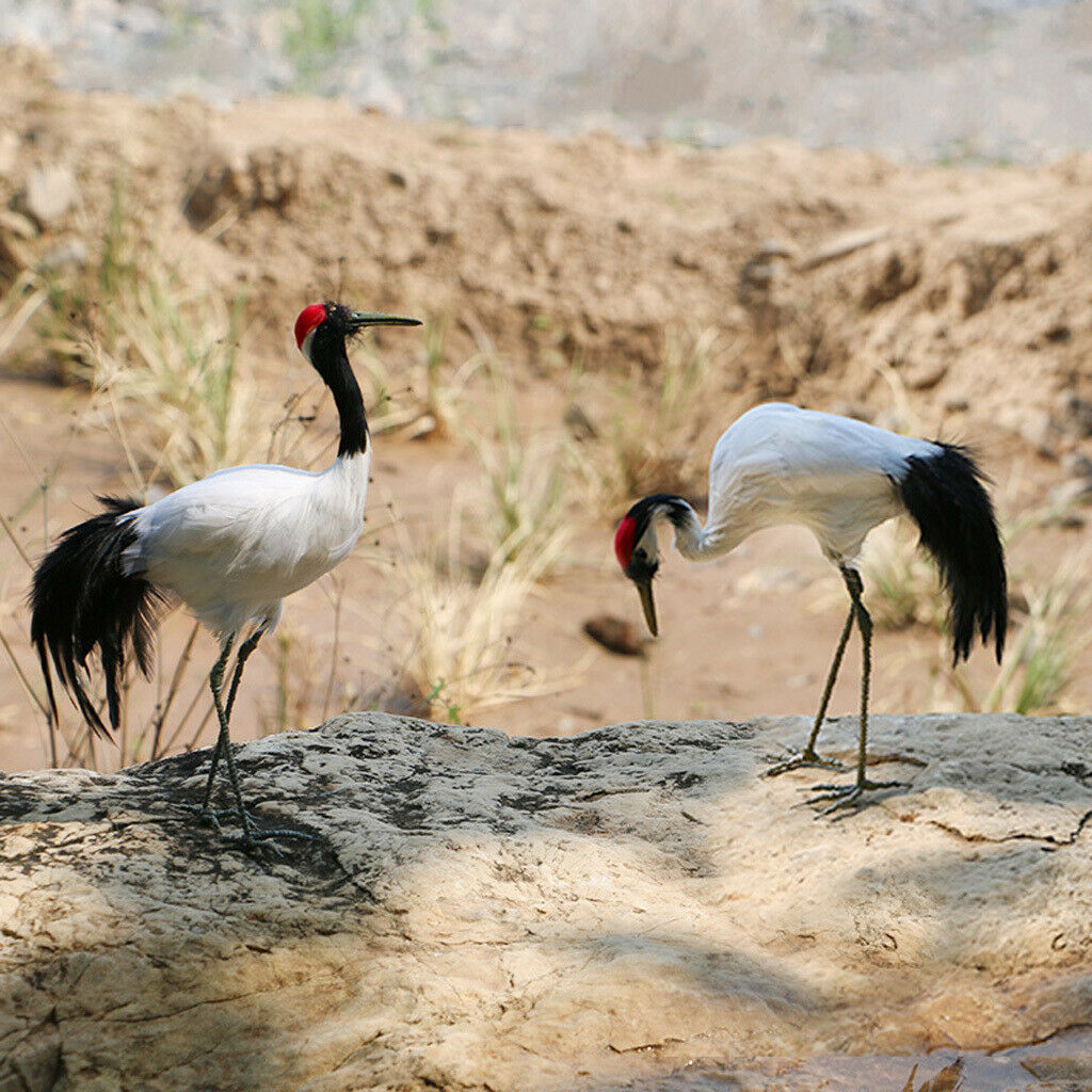 Se of 2 Artificial Red-crowned Crane Birds Statue Ornament Outdoor Decor