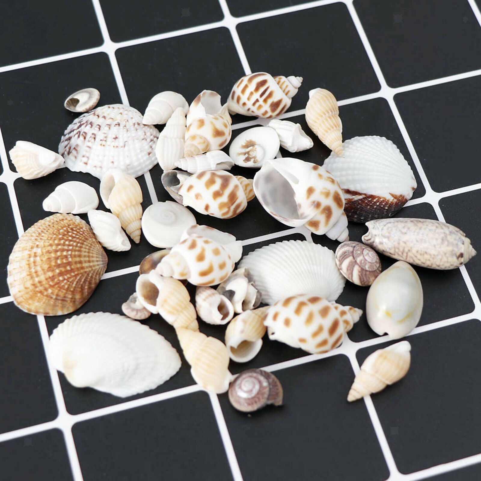Natural Sea Shell Shells Beach Shells for Aquarium Fish