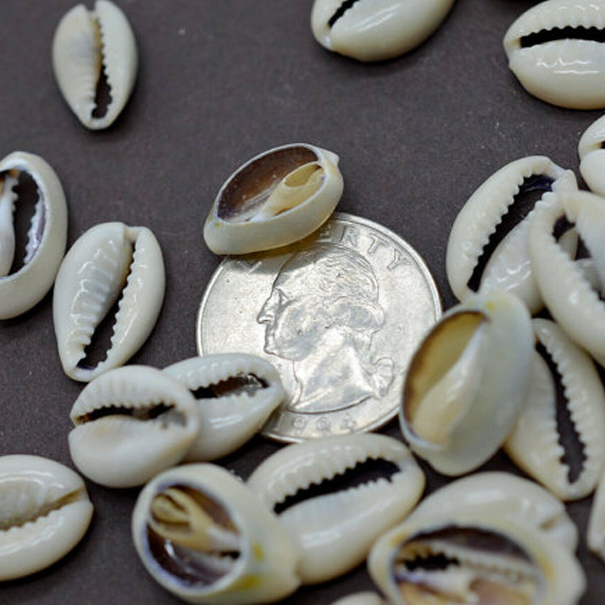 50 x Natural Cowrie Drilled Craft Shells Seashells Cowrie Craft Beads jewellery