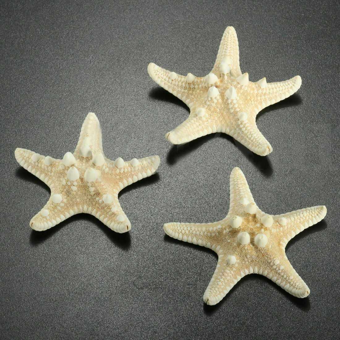12 x WHITE BLEACHED KNOBBY STARFISH STAR SEA SHELL WEDDING 5-7mm