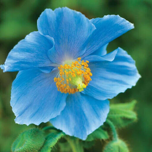 50PCS Blue Himalayan Poppy Meconopsis Grandis Home Garden Beautiful High Quality