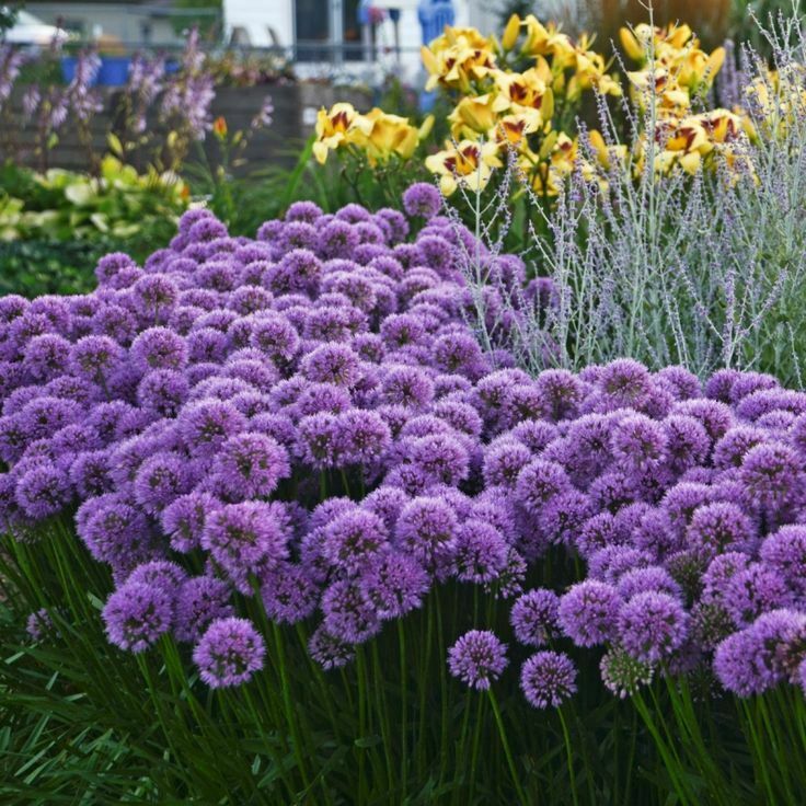 20 Seeds  Allium Giganteum Giant Onion Perennial Plant Home Garden High Quality