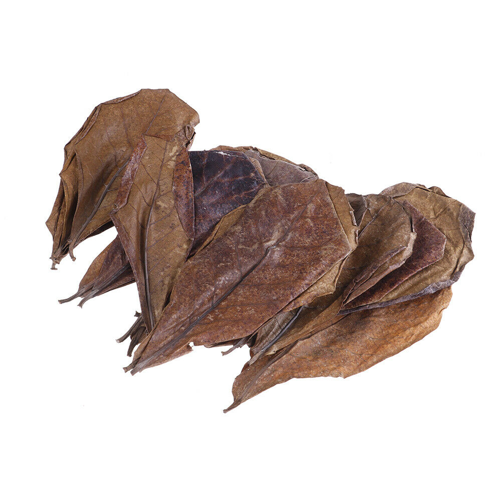 20Pc catappa leaves almond tree aquarium clean tool terminalia leaf about  G DF