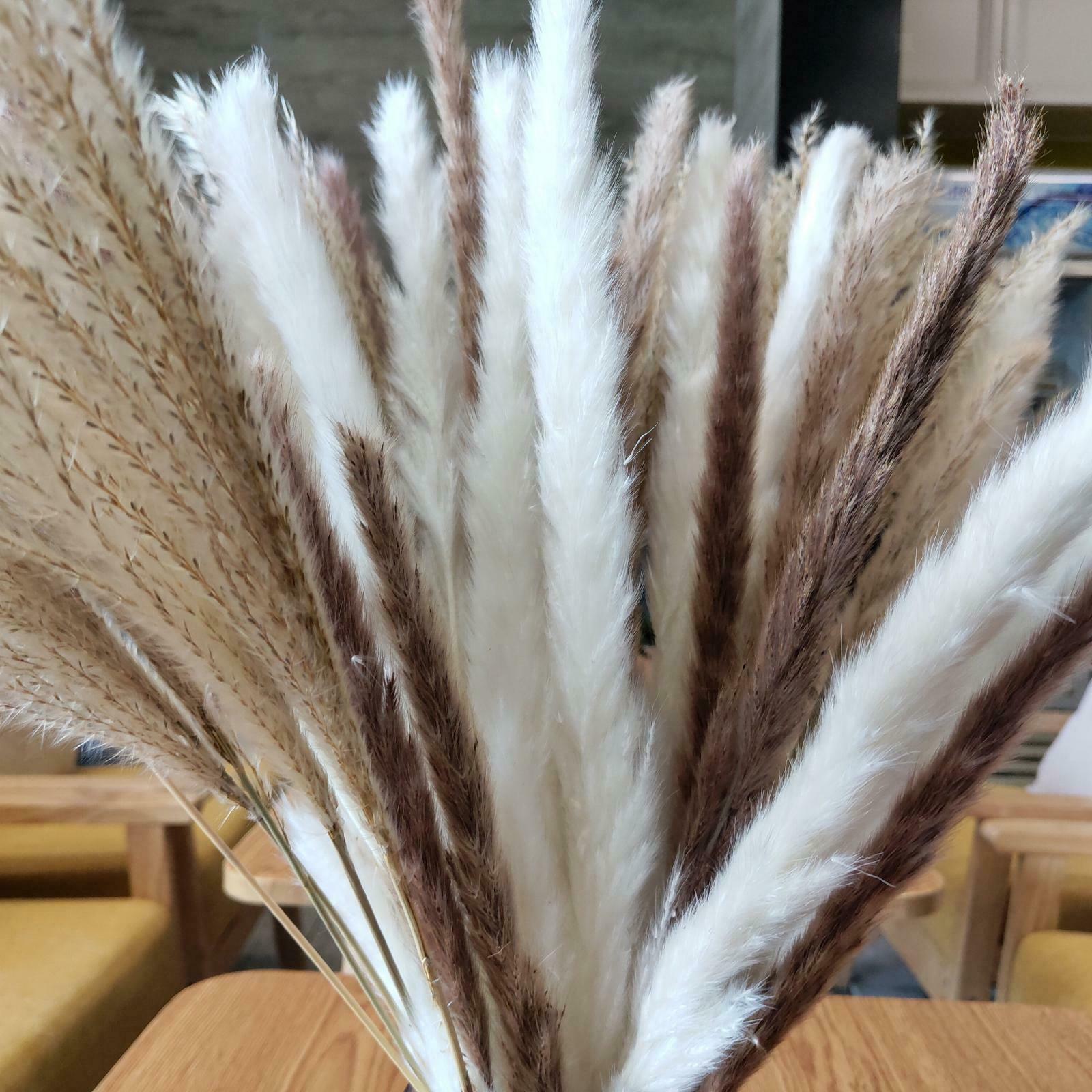 Pampas Grass Natural Dried Pampas Grass Decor for Home Arrangements, Pampas
