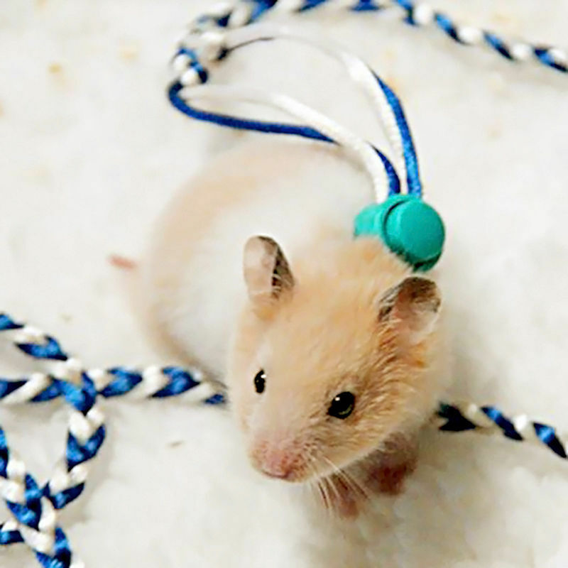 Animal Leash Rope For Hamster Mouse Squirrel Sugar Glider Harness Leash.l8