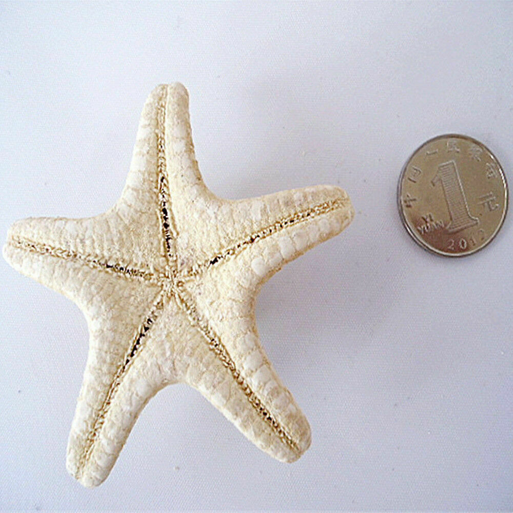 2pcs Natural Starfish Sea Star Shell DIY Aquarium Landscape Making Craft Decors