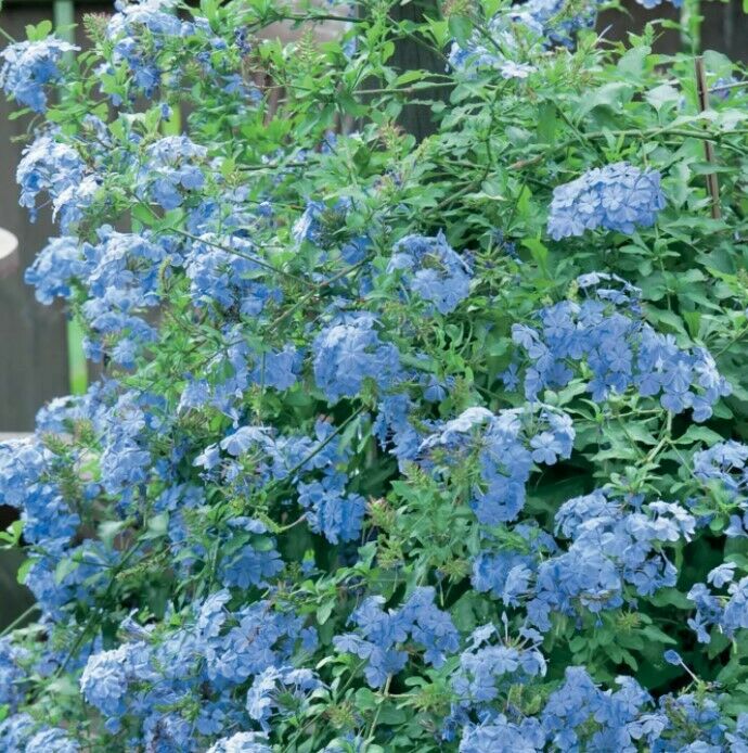 100Pc Plumbago Auriculata Blue Liana Creeps Exotic Perennial Flower Garden Decor
