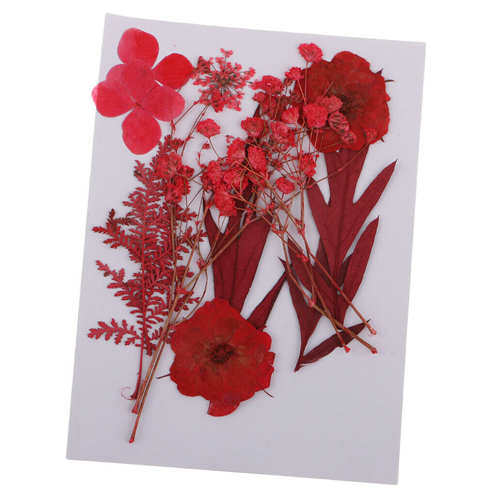 Multiple Mix Natural Pressed Dried Flowers Leaves DIY Arts Crafts 0.5-3cm