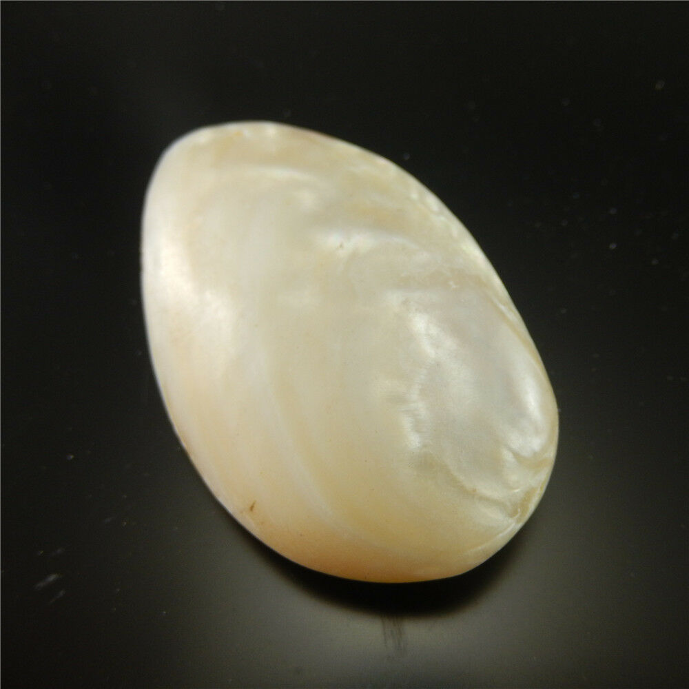 1X Natural Clam Shell Seashell Aquarium Ornament Nautical Fish Tank Decor 7-8cm