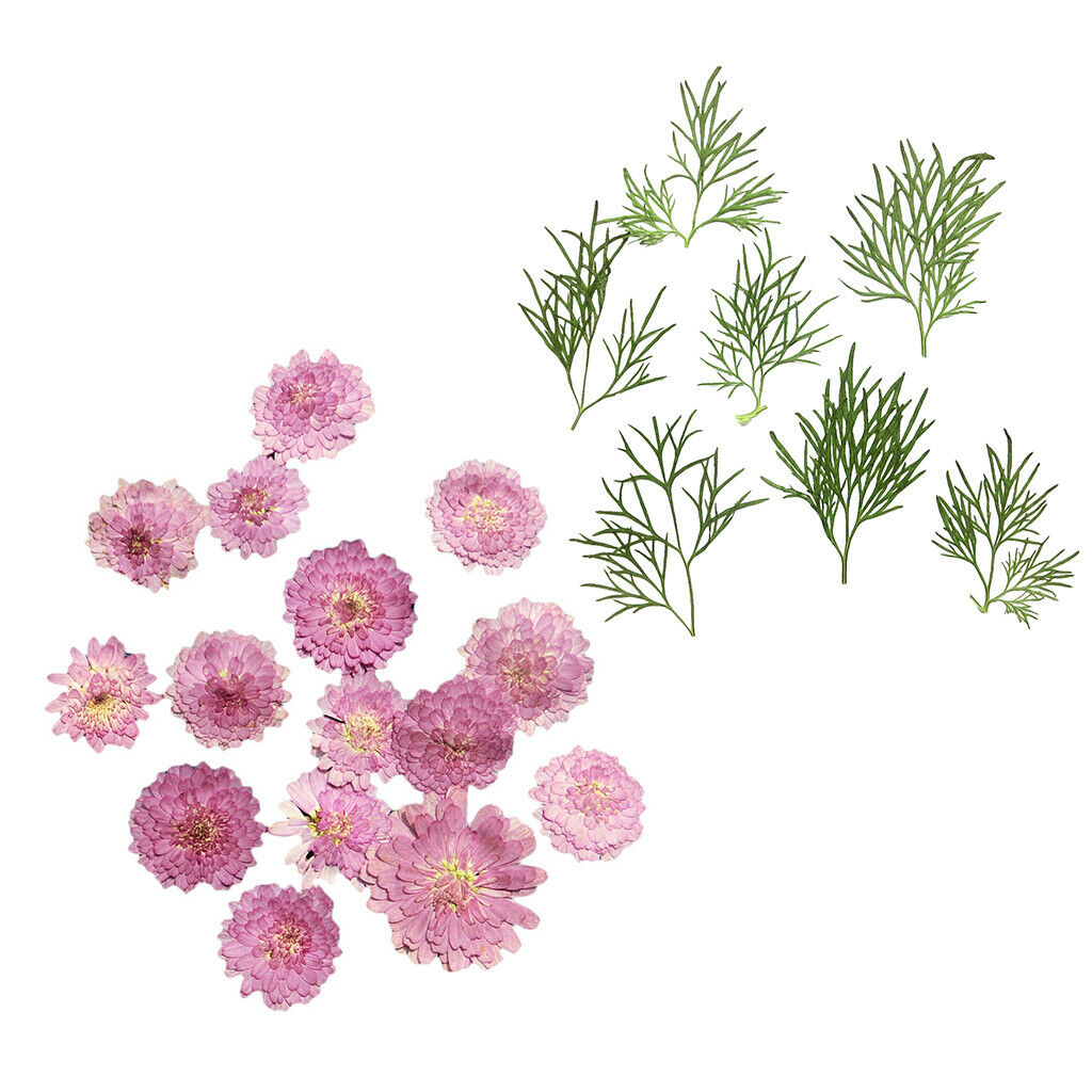 20 Dry Pressed Flower Leaves for Card Making