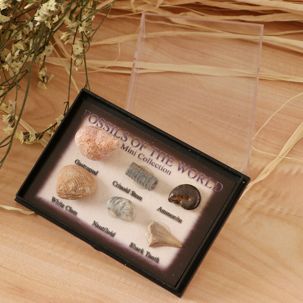 6Pcs Marine Animal Fossils Specimens Collection School Biology Teaching Aids
