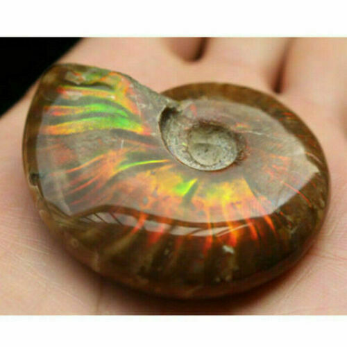 Natural Iridescent Ammonite Ammolite Facet Specimen Fossil Madagascar Stone