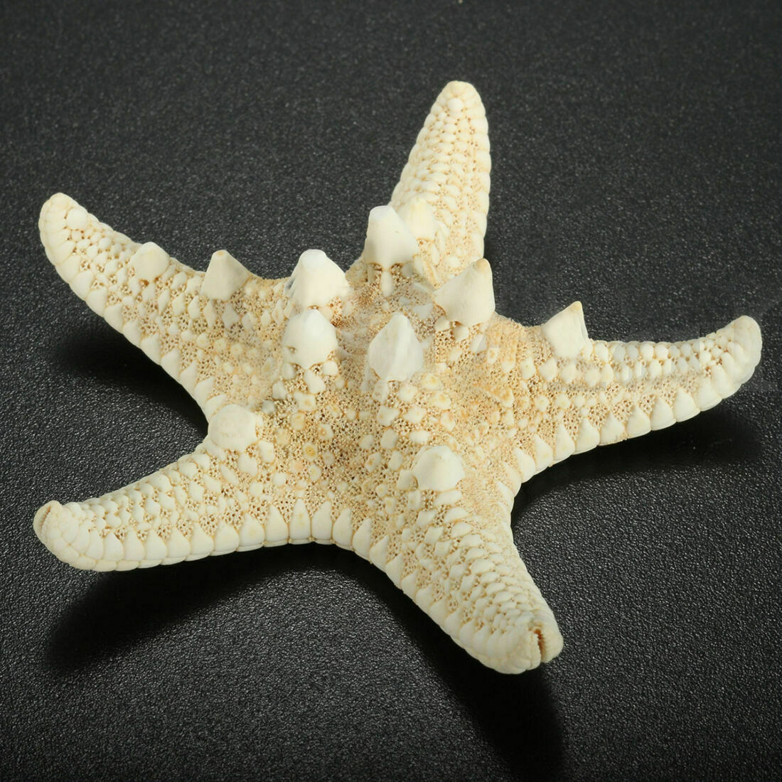 12 x WHITE BLEACHED KNOBBY STARFISH STAR SEA SHELL WEDDING 5-7mm