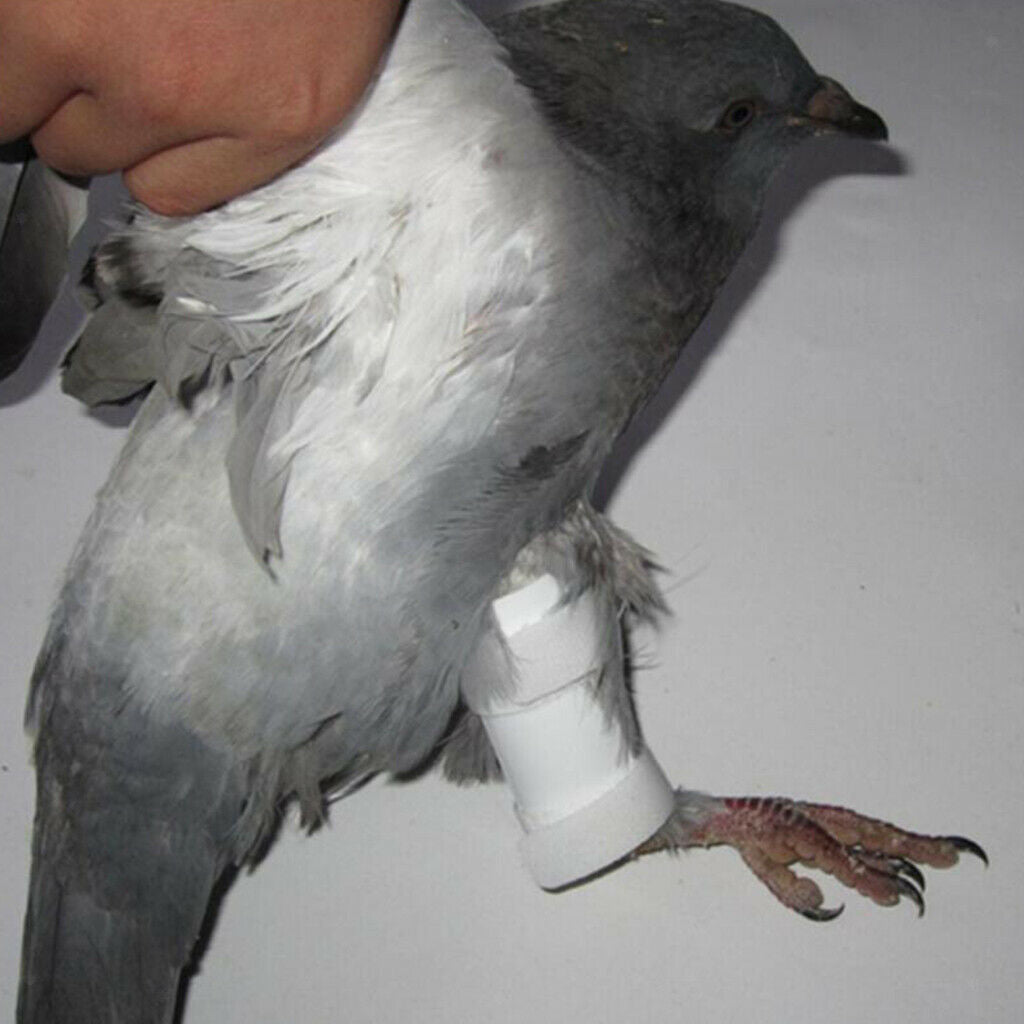 Bird rings leg bands pigeon parrots foot guards chicks bantam
