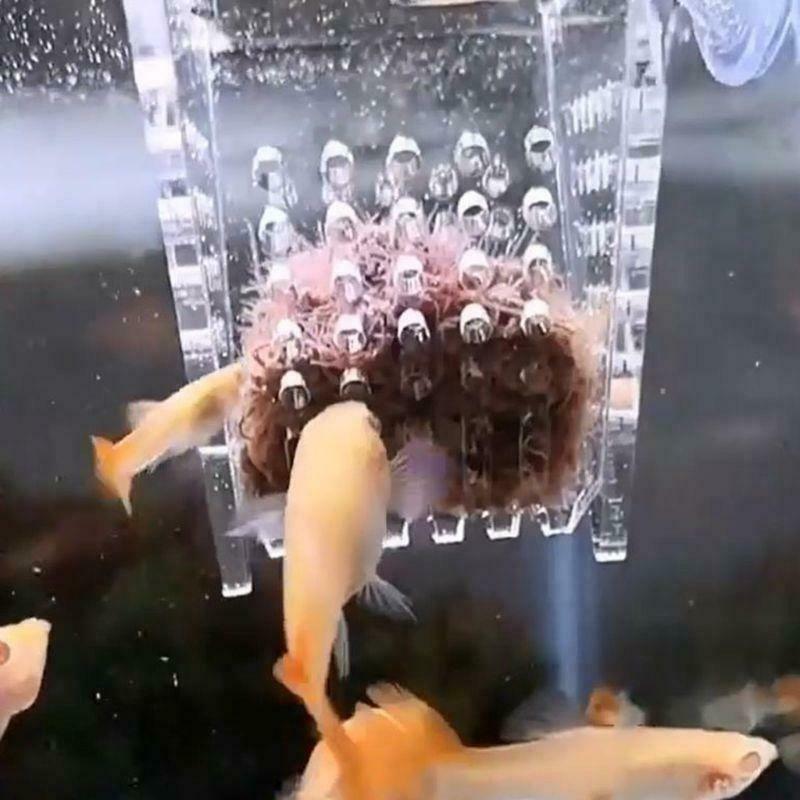 Aquarium Red Worm Feeder Fish Tank Fish Feeding Cup Shrimp Feeder Suction Cup