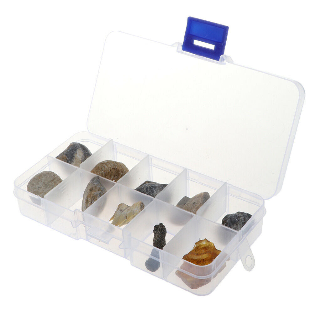 Pack of 10 Teaching Aids for Biology Copies 10 Pieces of Fossils