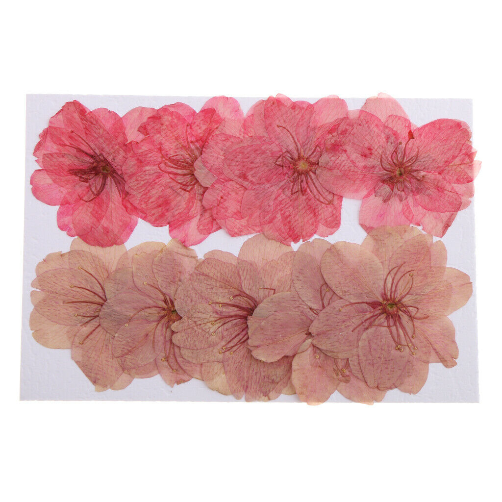 10x Mixed Color Pressed Dried Sakura Flowers Cherry Blossom Phone Case Decor