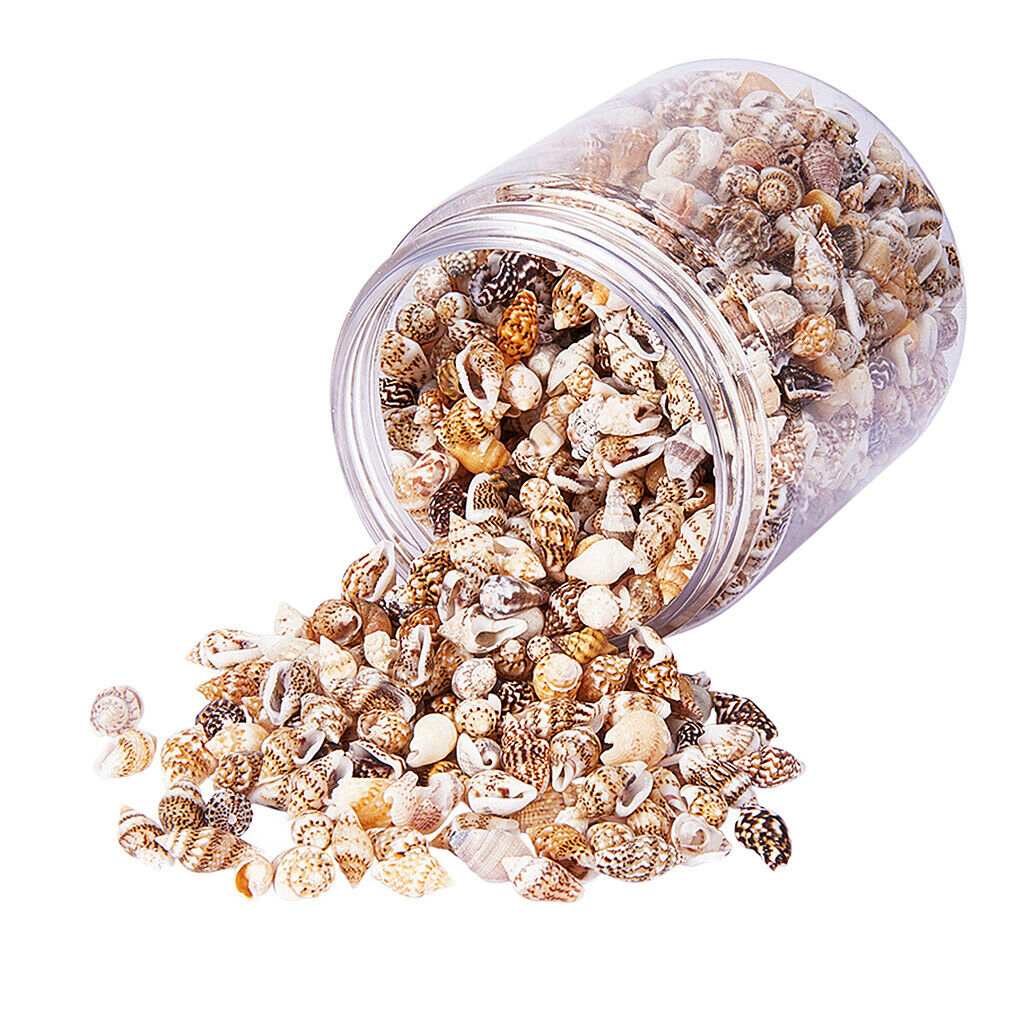 Boxed Natural  Mixed Beach  Conch Shells Perfect Accents For Candle Making, Home