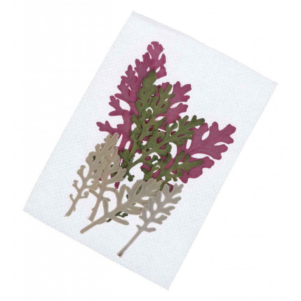 12Pcs Dry Press Flower Natural Pressed Dried Dusty Miller Leaves for Nails Art