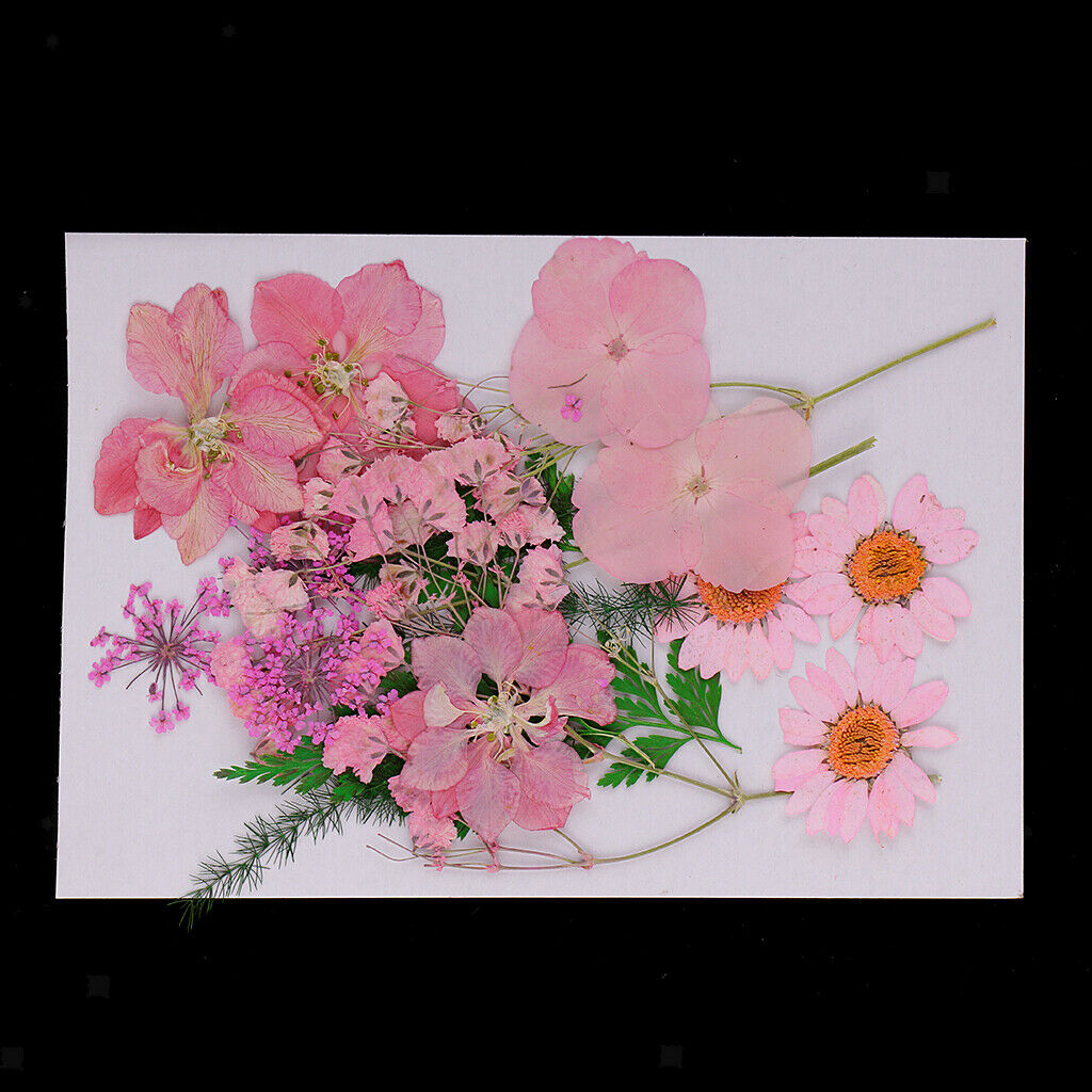 2Bag Multiple Mix Natural Pressed Dried Flowers Leaves DIY Arts Crafts 2.5-3.5cm